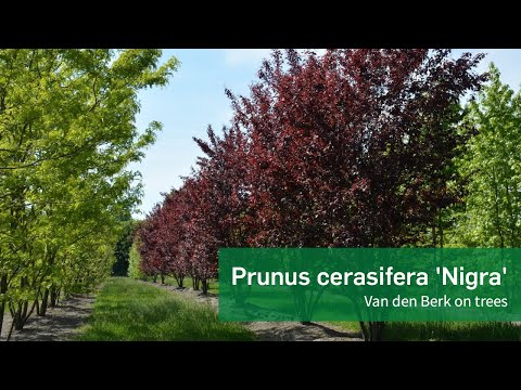 Prunus cerasifera 'Nigra' - Van den Berk on Trees