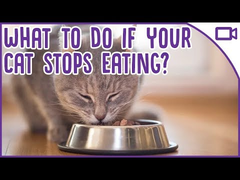 What To Do If Your Cat Won't Eat! Cat health tips 2019