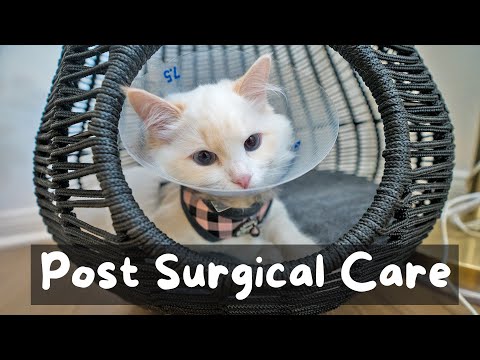 Wat u kunt verwachten als u uw kat steriliseert of castreert | De kattenbutler