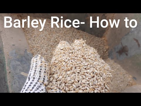 Removing Husk from Grain - Barley