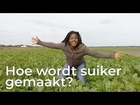 Hoe wordt suiker gemaakt? | Doen Ze Dat Zo?