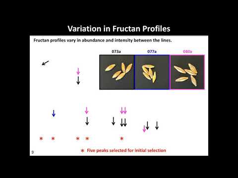 Variability of fructan accumulation... | Andrea Matros