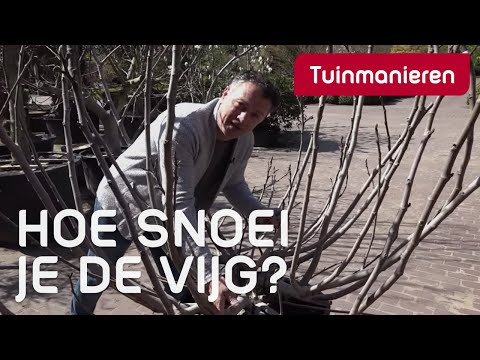 De vijgenboom snoeien: hoe doe je dat? | Tuinmanieren