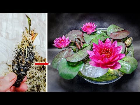 WATER LILY Plant Growing Time Lapse - Bulb To Flower (63 Days)
