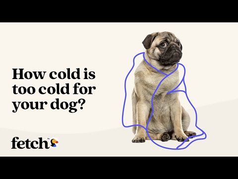 How Cold Is Too Cold for Dogs | Dog Tips | Fetch by The Dodo