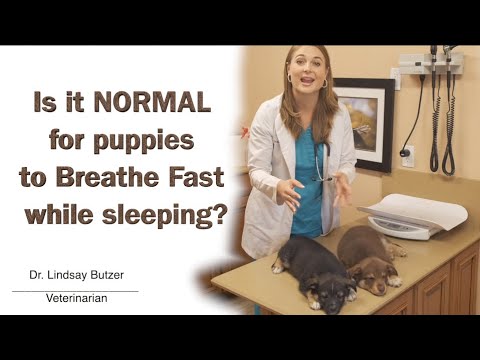 Why do puppies breathe fast while sleeping?!? | Veterinarian Explains