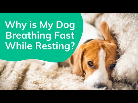 Why is My Dog Breathing Fast While Resting? | Wag!