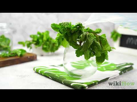How to Keep Mint Leaves Fresh