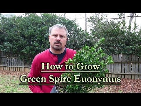 How to grow Green Spire Euonymus (Upright Narrow Evergreen Shrub)