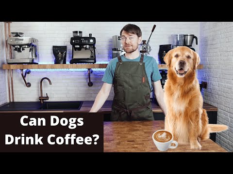 Can Dogs Drink Coffee?