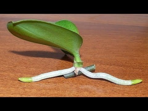 How to Grow Orchids from Stem Cuttings