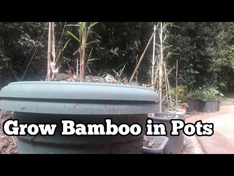 Kun je bamboe in potten kweken?