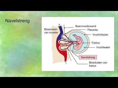 Placenta en Navelstreng (navelstrengader en -slagaders)