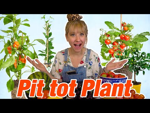 Planten kweken uit pitten // Rosalie Boom #142