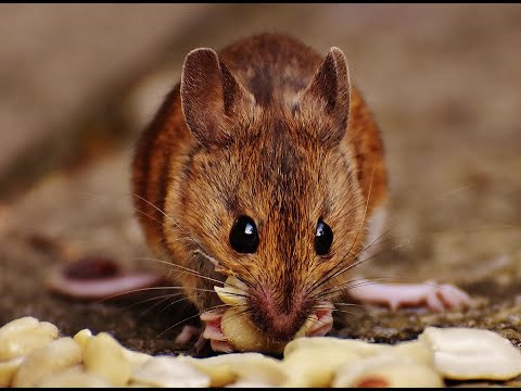 Mouse as a Spirit Guide: What it Means When You're Seeing Mice Everywhere