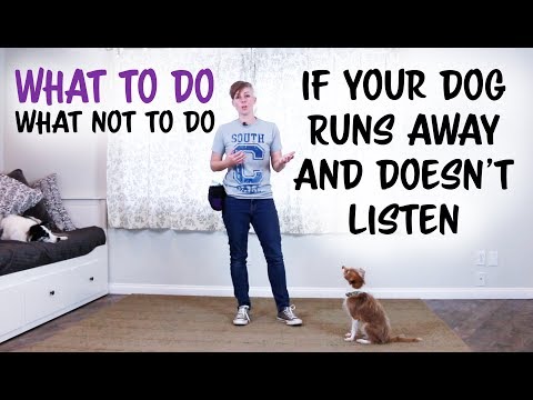 What TO do and what NOT to do if your dog runs away and doesn't listen