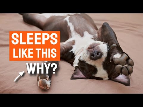 WHY do DOGS Sleep on THEIR Backs? 🐶💤 Discover The Truth