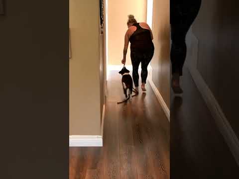 START HERE With Your Puppy Walking Training