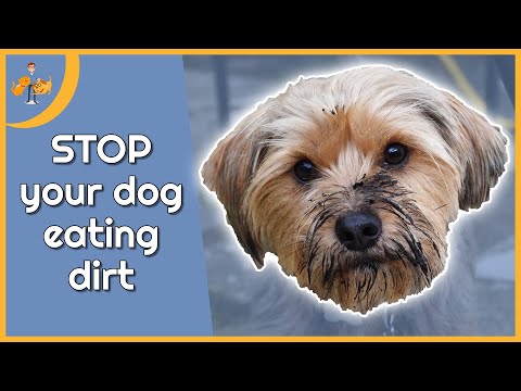 Why Do Dogs Eat Dirt (and how to stop them!)