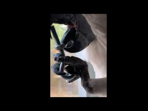 Parrot Unscrewing A Screw Using Its Tongue