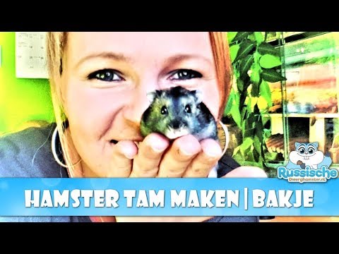 🐹 Hamster tam maken voor beginners - De Bakjes methode