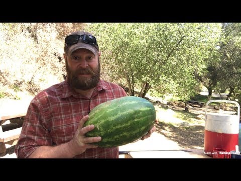 How Long Does A Watermelon Keep? | WATCH THIS BEFORE STORING WATERMELON