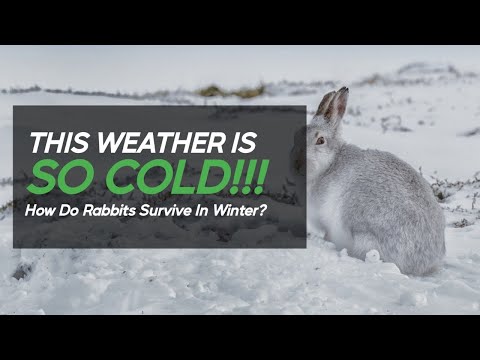 Where Do Rabbits Go In Winter; How Do They Survive The Cold Weather?