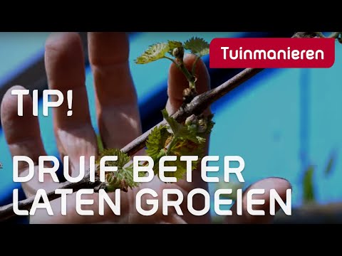 Is de druif ziek? Hoe laat je de druif beter groeien? | Tuinmanieren