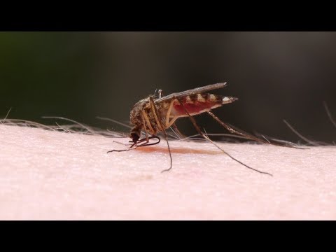 Mayo Clinic Minute: Easing the itch of mosquito bites