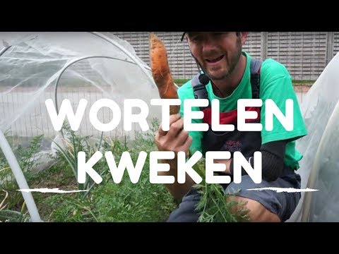 Wortelen kweken van zaaien tot oogsten