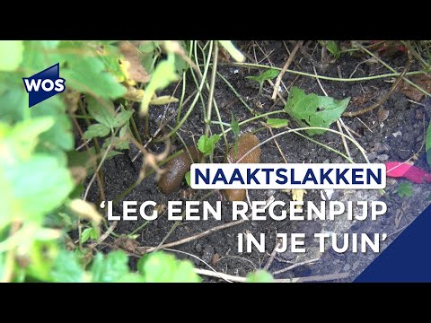 Tips tegen naaktslakken in je tuin