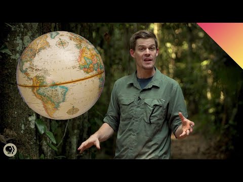 Why Do More Species Live Near the Equator?