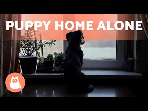 Tips for Leaving a PUPPY Home ALONE 🐶🏠 (Puppy Training)
