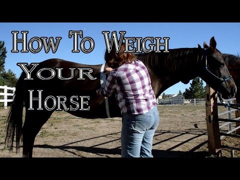 How To Weigh Your Horse