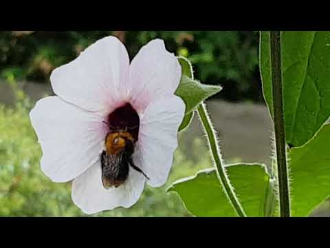 Een hommel  in Suzanne-met-de-mooie-ogen Zondag 16 Augustus 2020 🥰